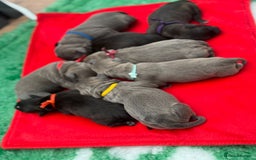 Staffordshire Bull Terrier dogs for sale: 🏆BLUE CHAMPION STAFFORDSHIRE BULL TERRIER PUPS  - Image 15