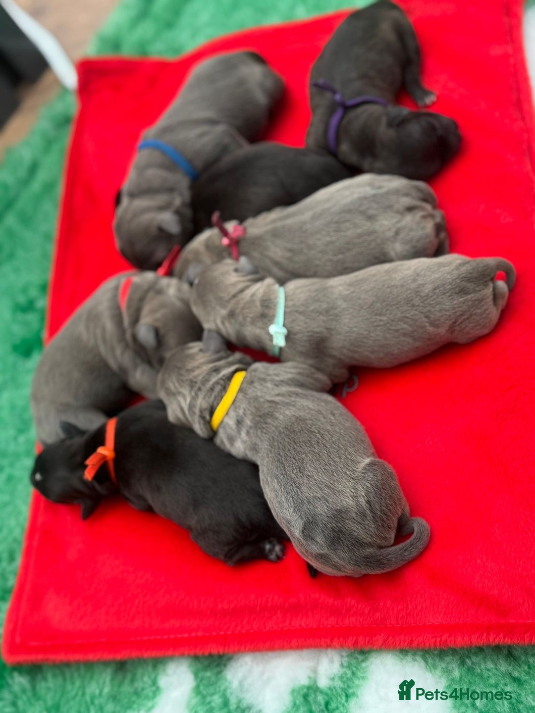 Staffordshire Bull Terrier dogs for sale: 🏆BLUE CHAMPION STAFFORDSHIRE BULL TERRIER PUPS  - Image 15