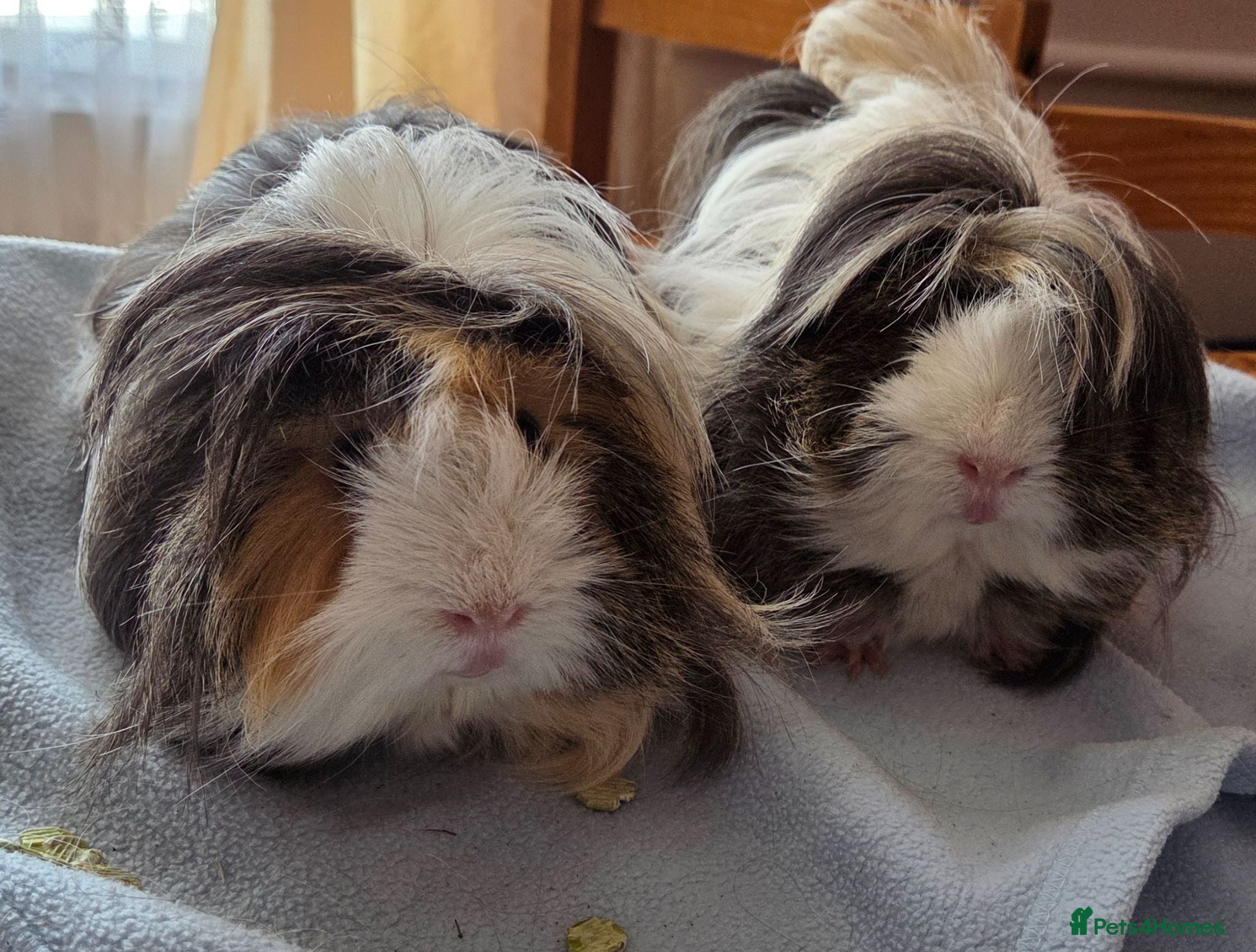 Guinea Pig rodents 💎 2 Adorable Males 🐷💎 - Advert 1