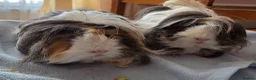 Guinea Pig rodents for sale: 💎 2 Adorable Males 🐷💎 - Advert 1