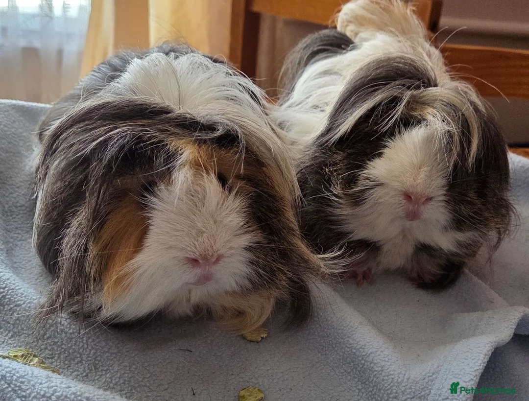 Guinea Pig rodents for sale: 💎 2 Adorable Males 🐷💎 - Advert 1