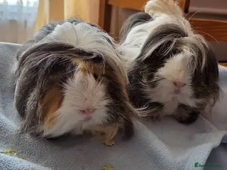 Guinea Pig rodents 💎 Bonded Males + extras 🐷💎 - Advert 18