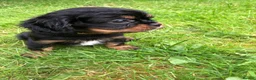 Cavalier King Charles Spaniel dogs for sale: Cavalier King Charles puppies  - Advert 11