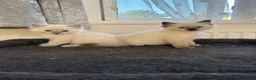 Ragdoll cats for sale: Stunning litter of pure ragdoll kittens  - Advert 17