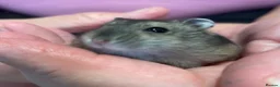 Hamster rodents for sale: Baby Winter White Russian hamsters (pure bred). - Advert 26