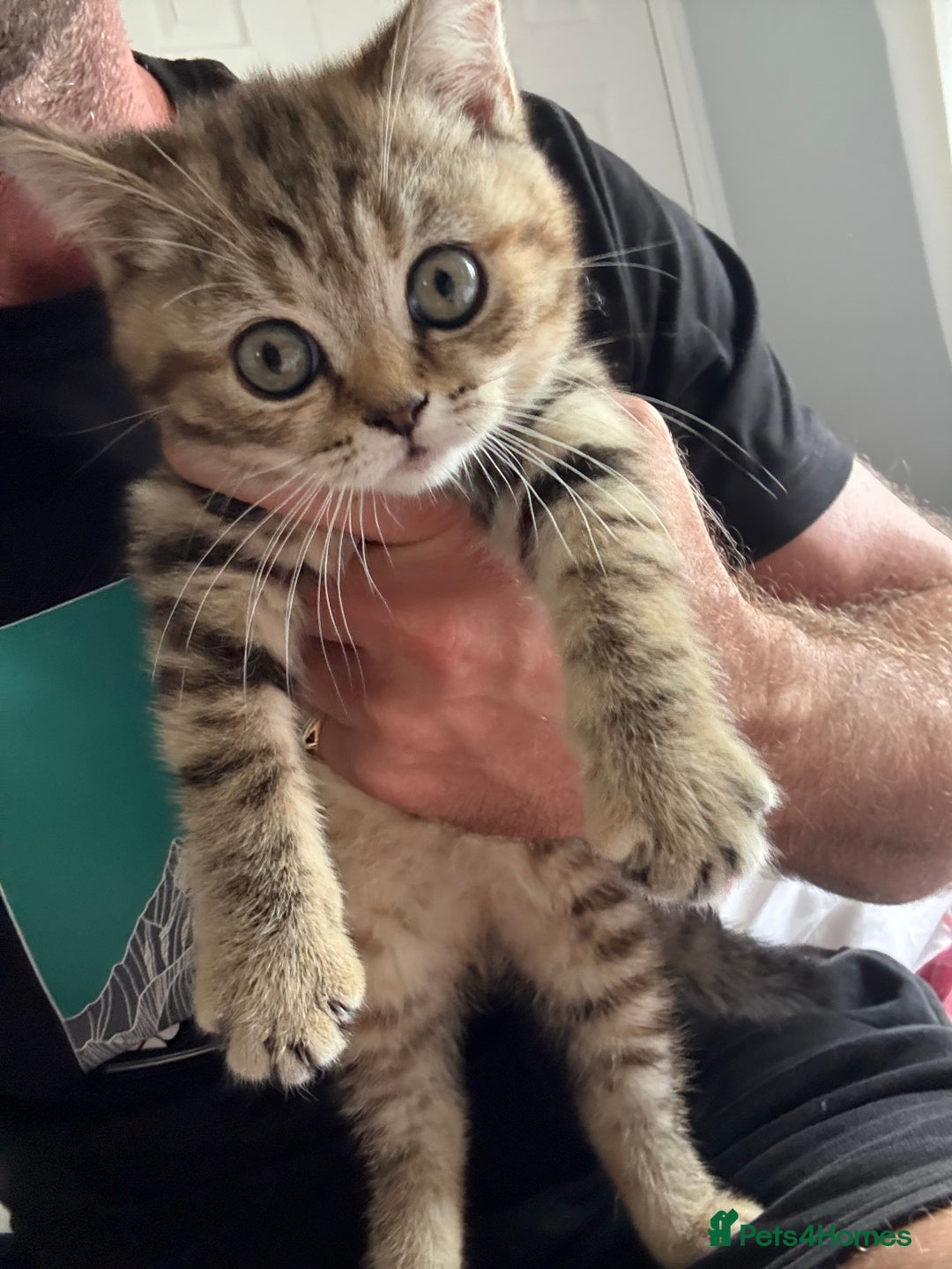 British Shorthair cats for sale: BSH x SF show quality kittens (REDUCED) - Image 34