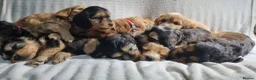 Cockapoo dogs for sale: Cockapoo❤️💜🩷🩵💙 - Advert 5