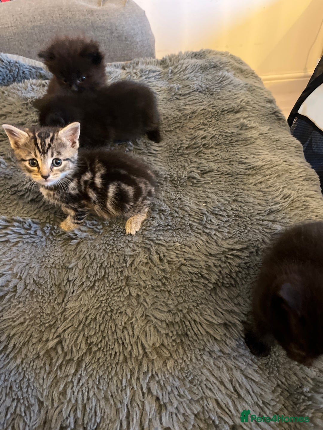 British Longhair cats for sale: Beautiful, playful kittens  - Image 3