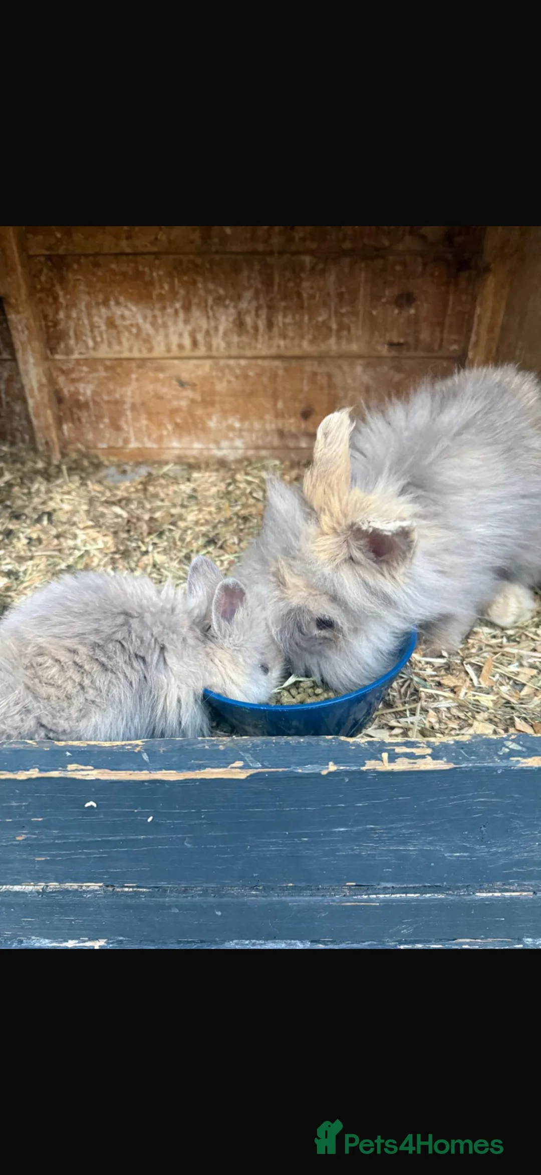 Lionhead rabbits for sale: Gorgeous baby mini lops and lionheads  for sale  - Advert 1