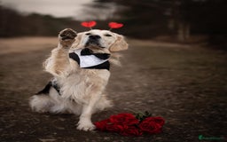 Golden Retriever dogs for stud: Fully health tested therapy dog  - Image 2