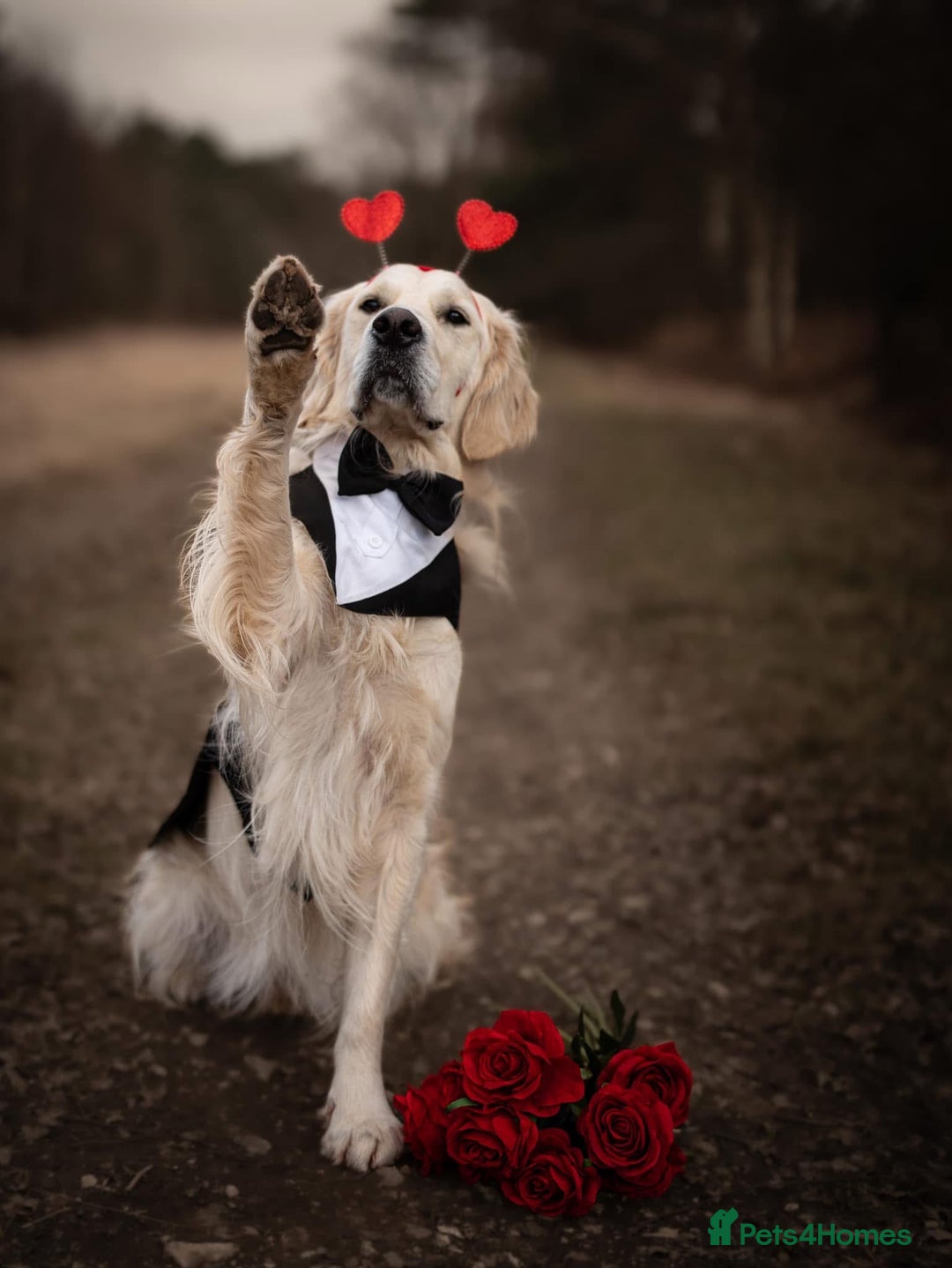 Golden Retriever dogs for stud: Fully health tested therapy dog  - Image 2