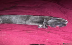 Cane Corso dogs for sale: Cane corso puppy’s  - Advert 4