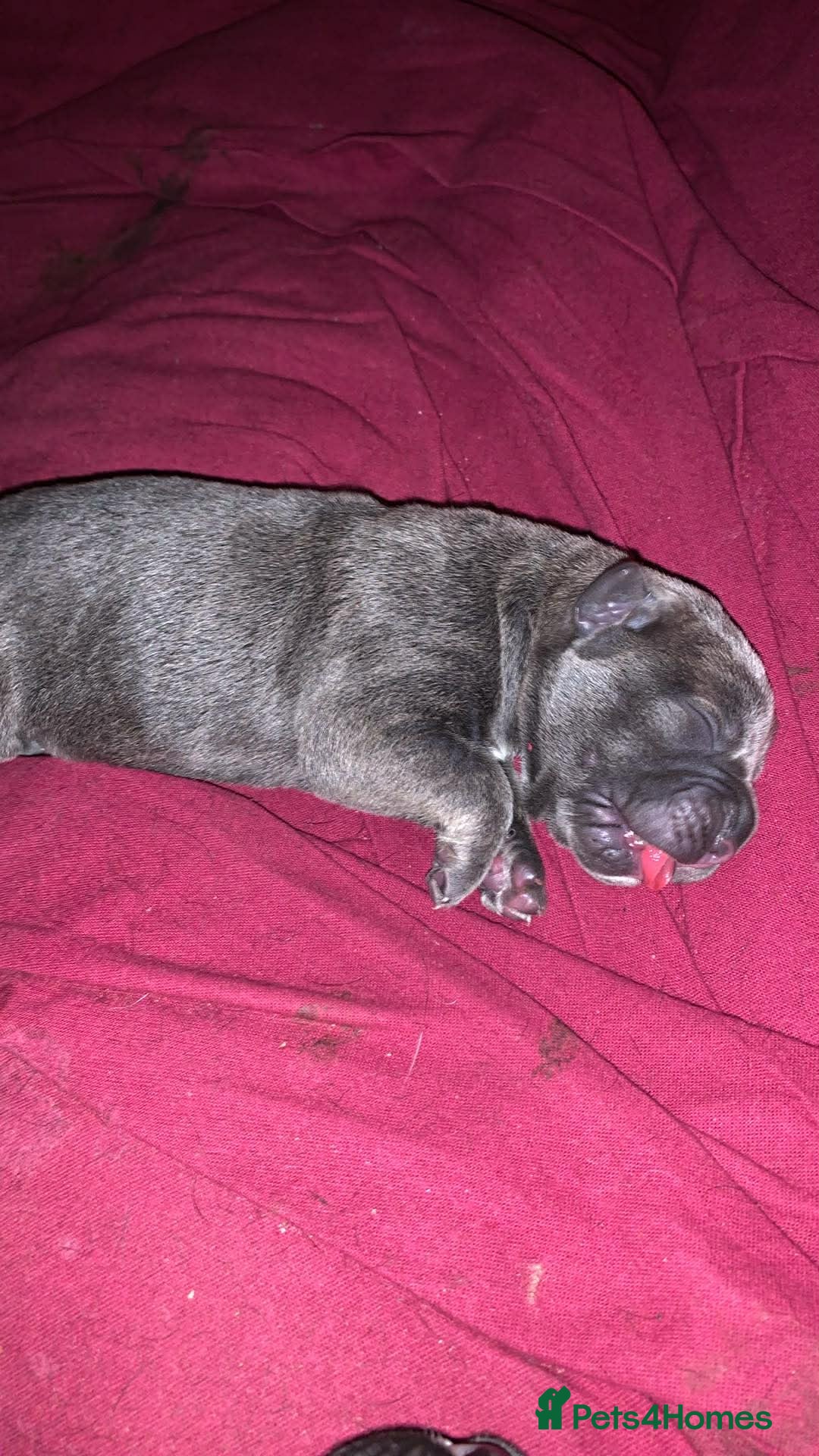 Cane Corso dogs for sale: Cane corso puppy’s  - Advert 4