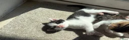 Bengal cats for sale: Beautiful Bengal mixed kittens. Ready to leave Aug - Advert 4