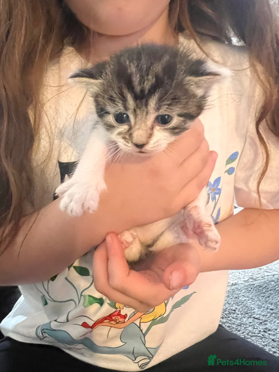 Mixed Breed cats for sale: Beautiful trio of Kittens - Advert 2