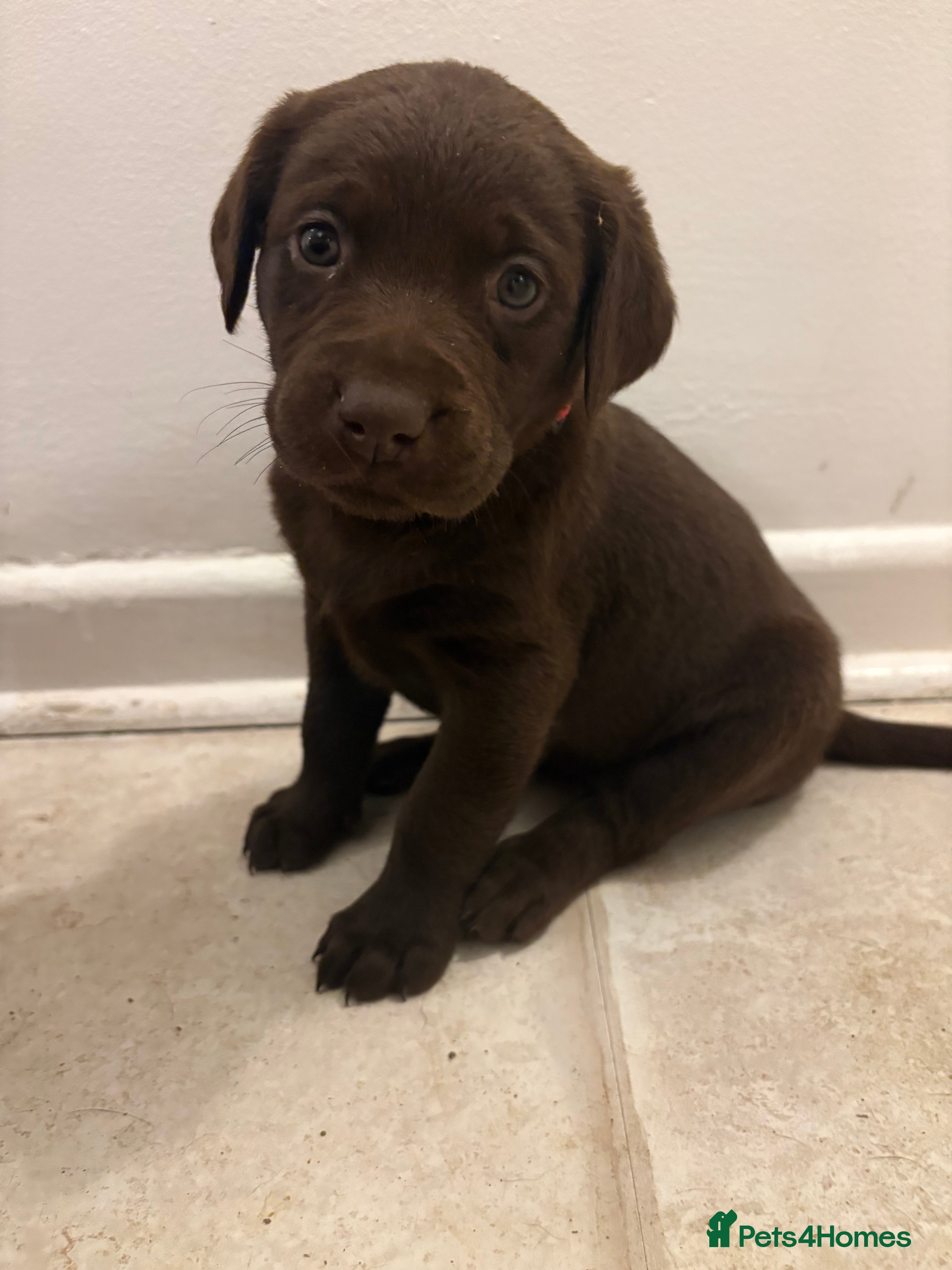 Labrador Retriever dogs ⭐️Exceptional Kc Reg Chocolate Labrador Puppies⭐️ - Advert 8