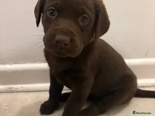 Labrador Retriever dogs ⭐️Exceptional Kc Reg Chocolate Labrador Puppies⭐️ - Advert 8