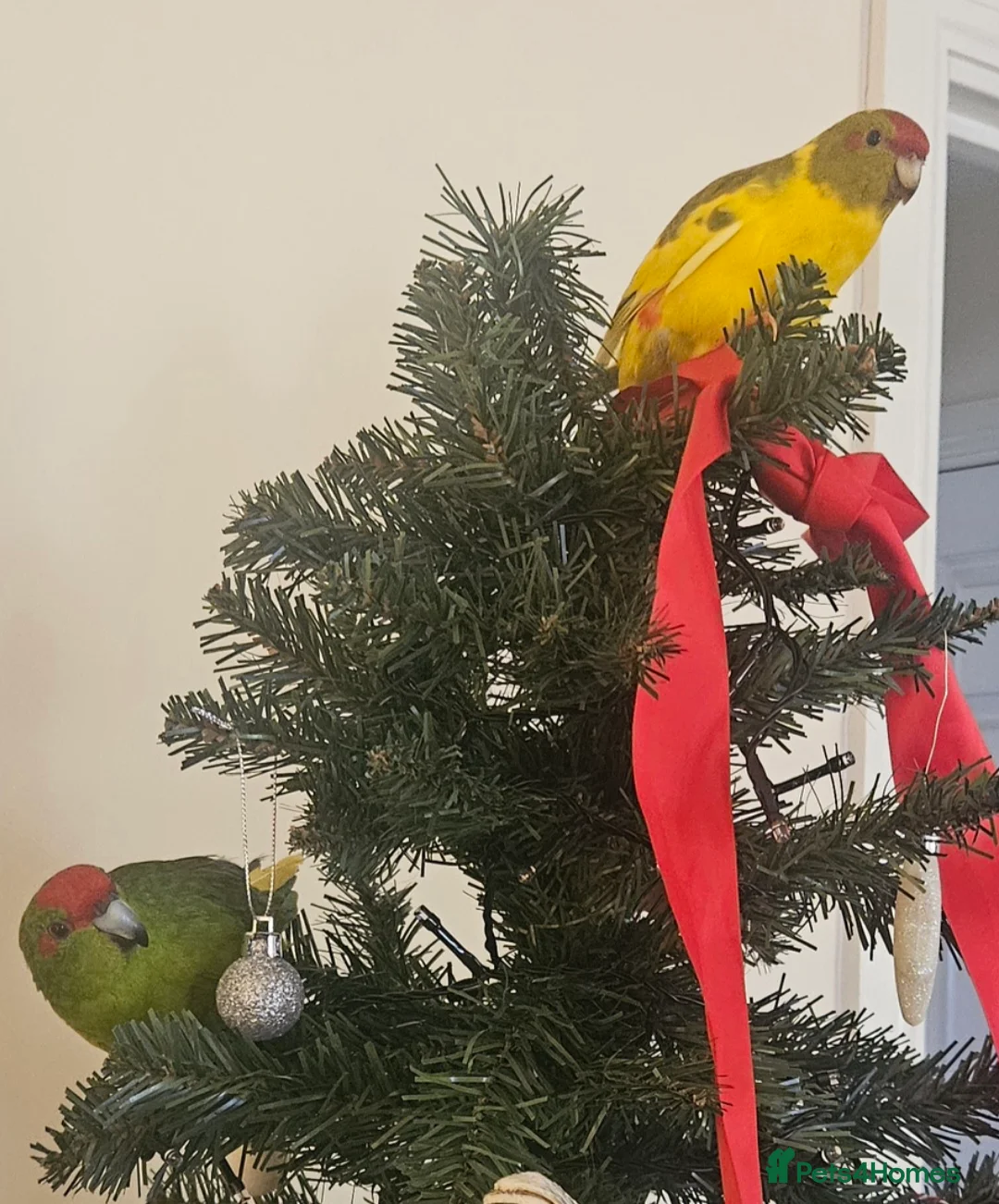Parakeets birds for sale: 2 Kakarikis looking for a new home - Advert 4