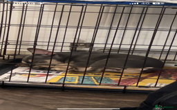 French Bulldog dogs for sale: French bulldog boy - Image 4