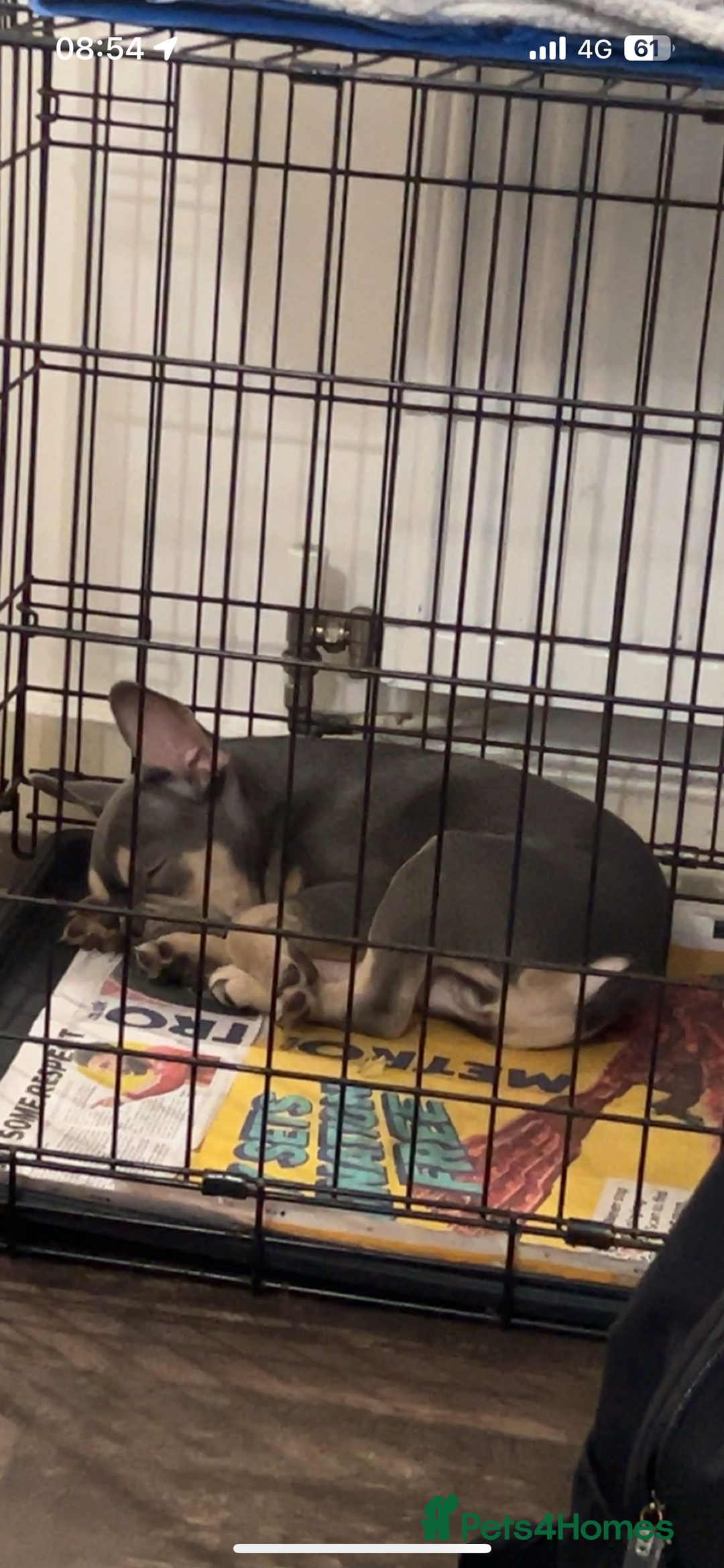 French Bulldog dogs for sale: French bulldog boy - Image 4