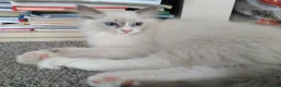 Ragdoll cats for sale: Female kittens - Advert 10