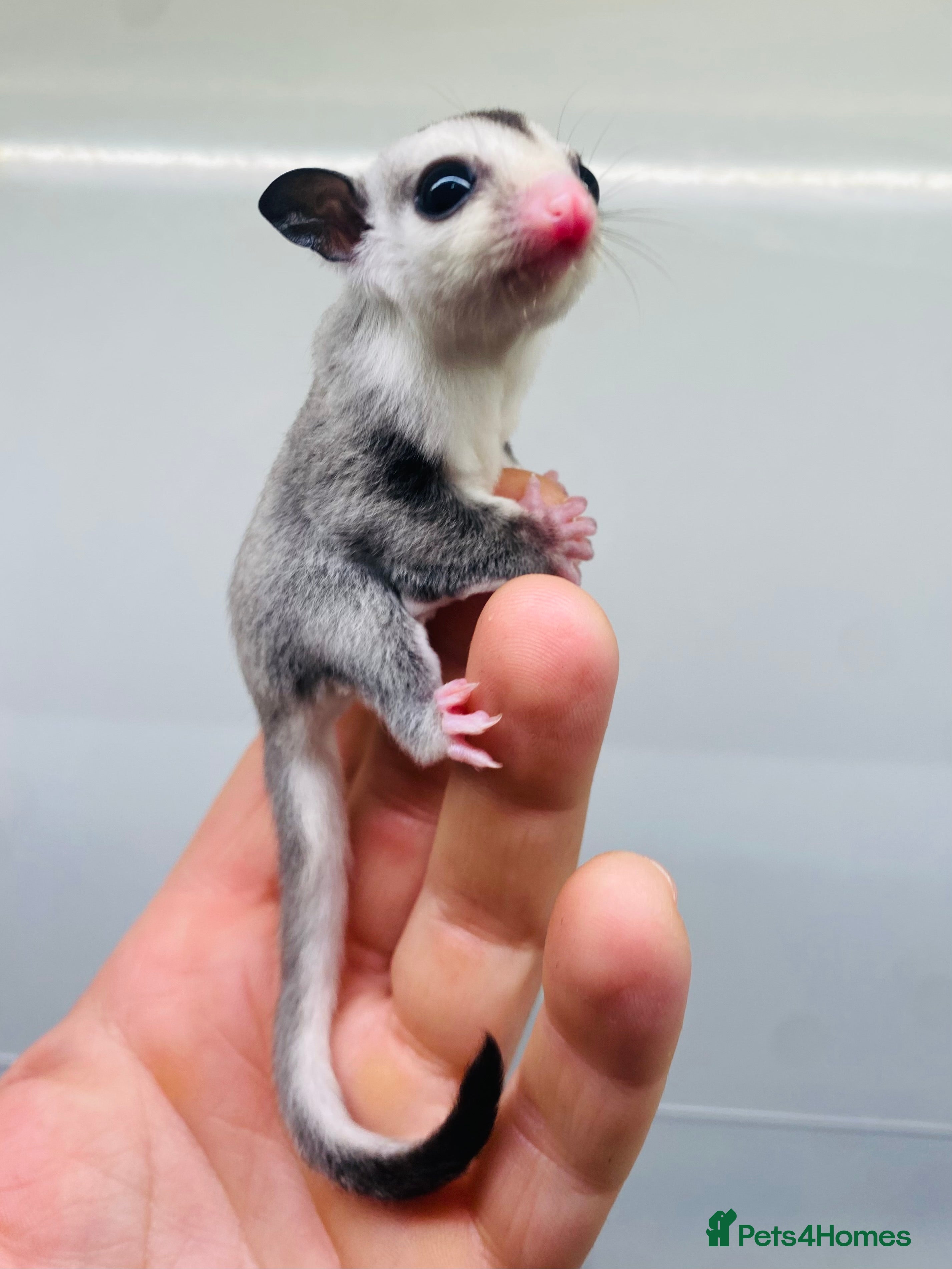 Sugar Glider rodents Male Baby Sugar Glider in Bournemouth - Advert 1