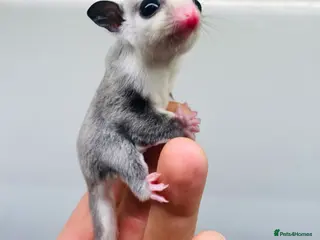 Sugar Glider rodents Male Baby Sugar Glider in Bournemouth - Advert 1