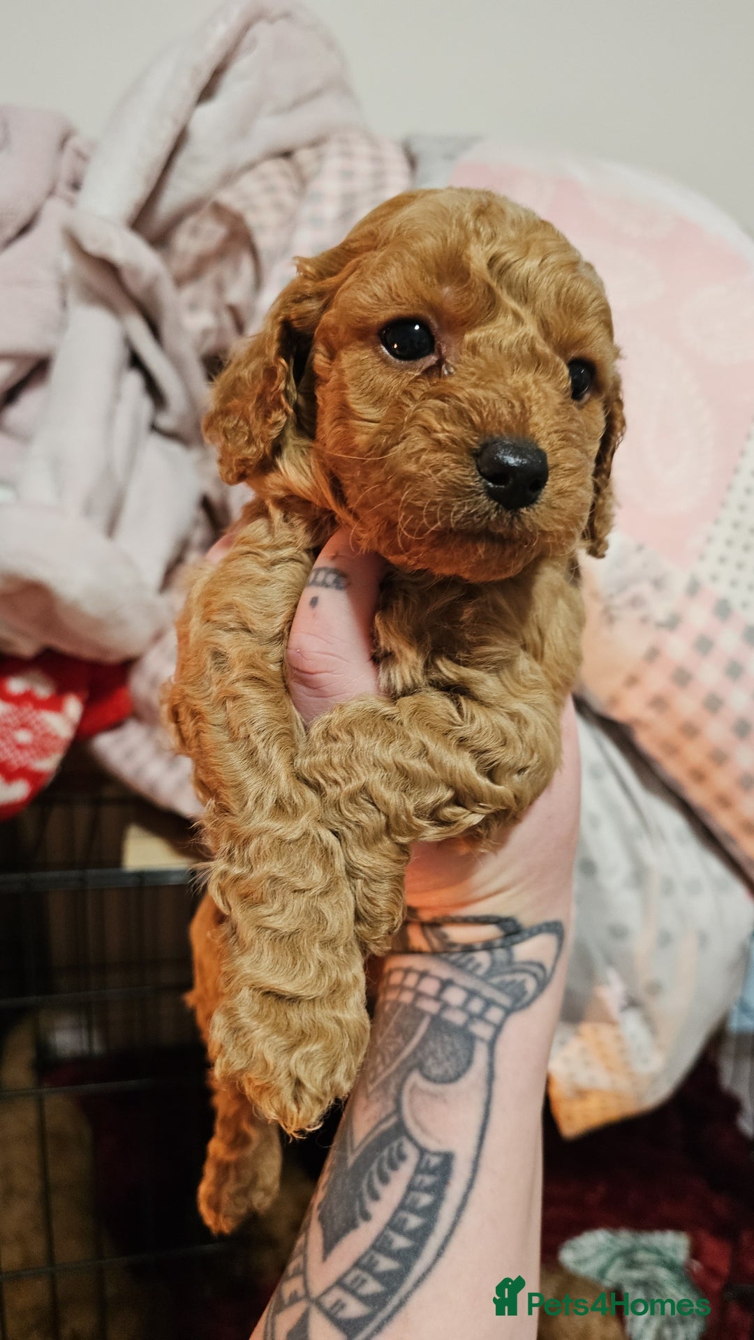 Cavapoo dogs for sale: Dashing Cavapoo Puppies  - Advert 20