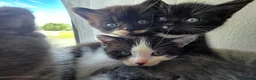 Mixed Breed cats for sale: 5 beutiful half ragdoll cross British shorthair - Advert 11