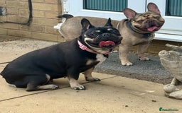 French Bulldog dogs for sale: Four beautiful healthy female French Bulldogs - Image 21