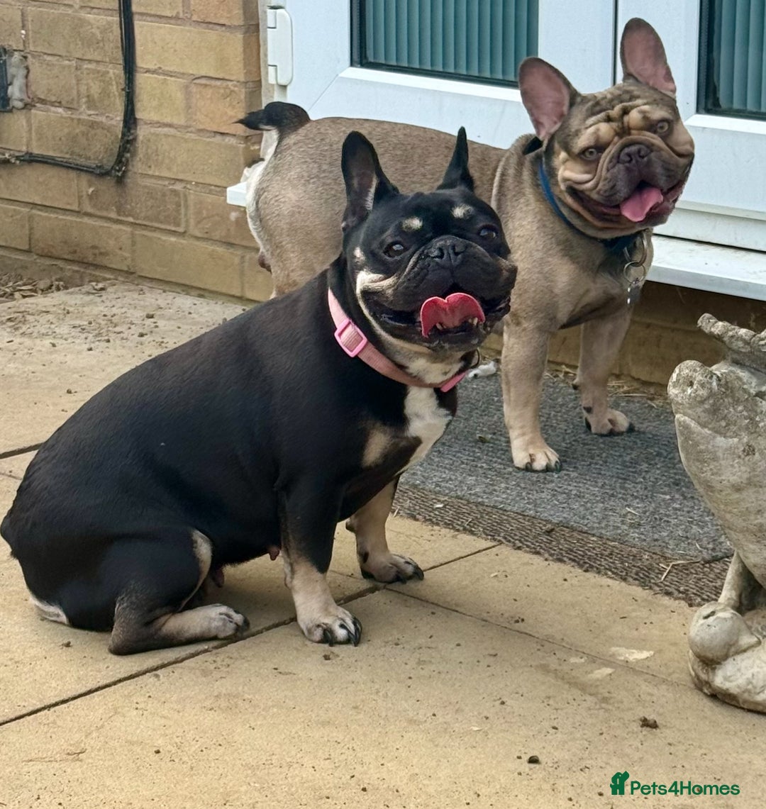 French Bulldog dogs for sale: Four beautiful healthy female French Bulldogs - Image 21