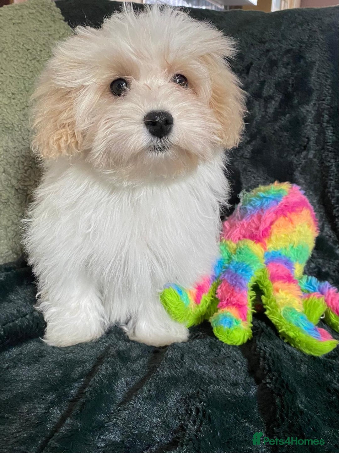 Maltipoo dogs for sale: maltipoo puppies for sale  - Image 14