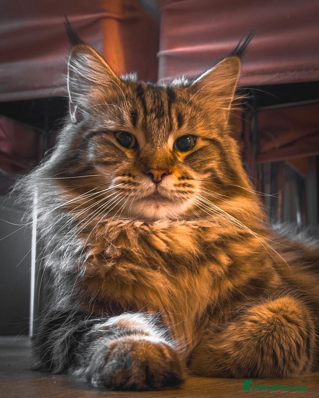 Maine Coon cats for sale: Full breed gorgeous Mainecoon kittens ready Jan 31 - Advert 8