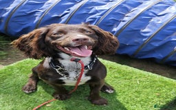 Cocker Spaniel dogs for adoption: Esme  - Image 2