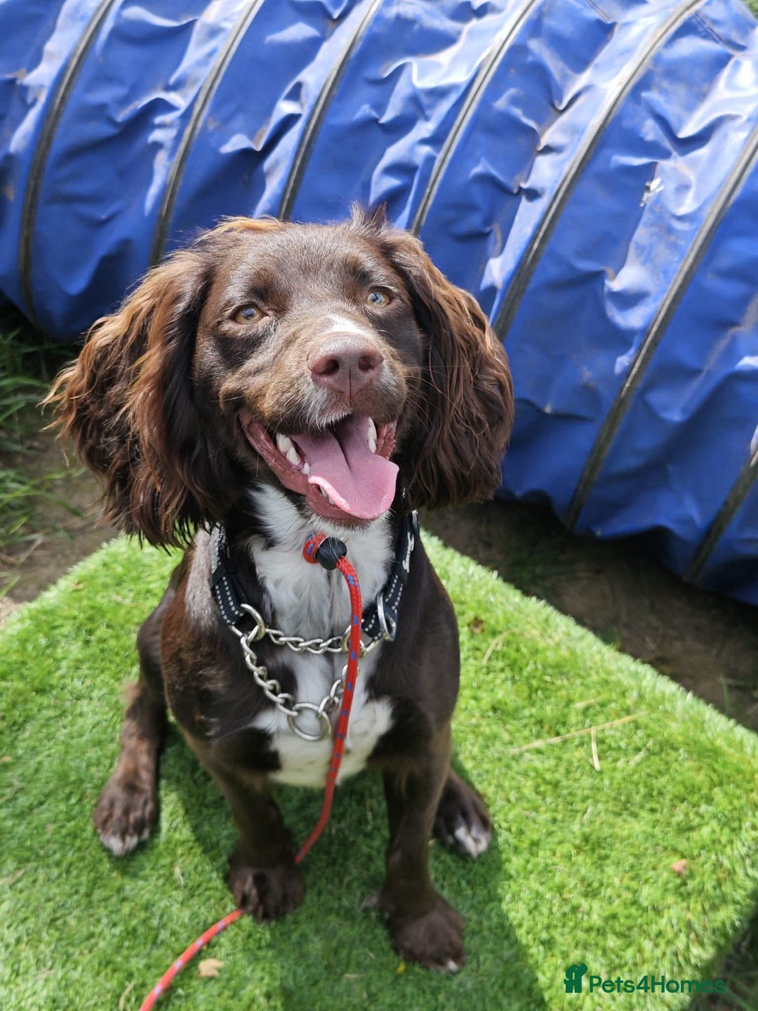 Cocker Spaniel dogs for adoption: Esme  - Image 2