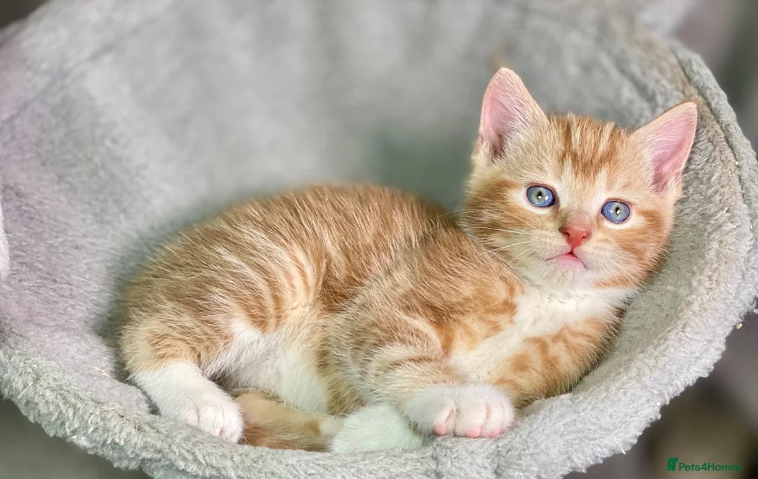 Mixed Breed cats for sale: 2 Gorgeous Ginger Male Kittens - Advert 2