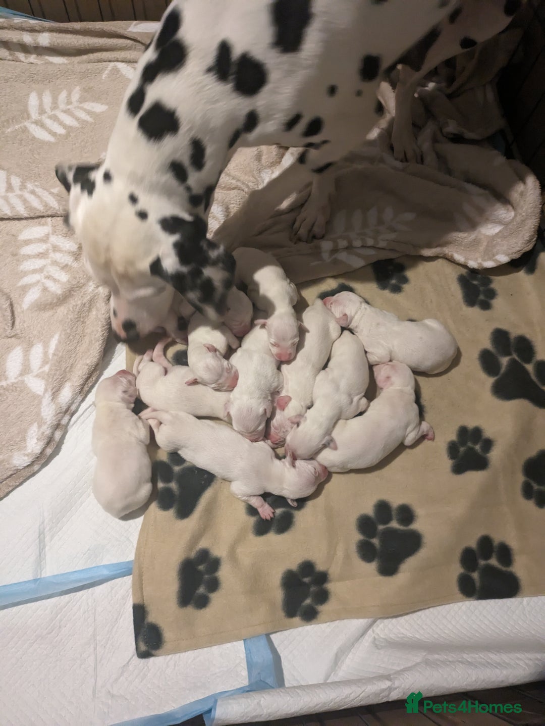 Dalmatian dogs for sale: Dalmatians for Sale - Image 6