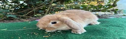 Lionhead rabbits for sale: 2 mini lop babies  - Advert 2