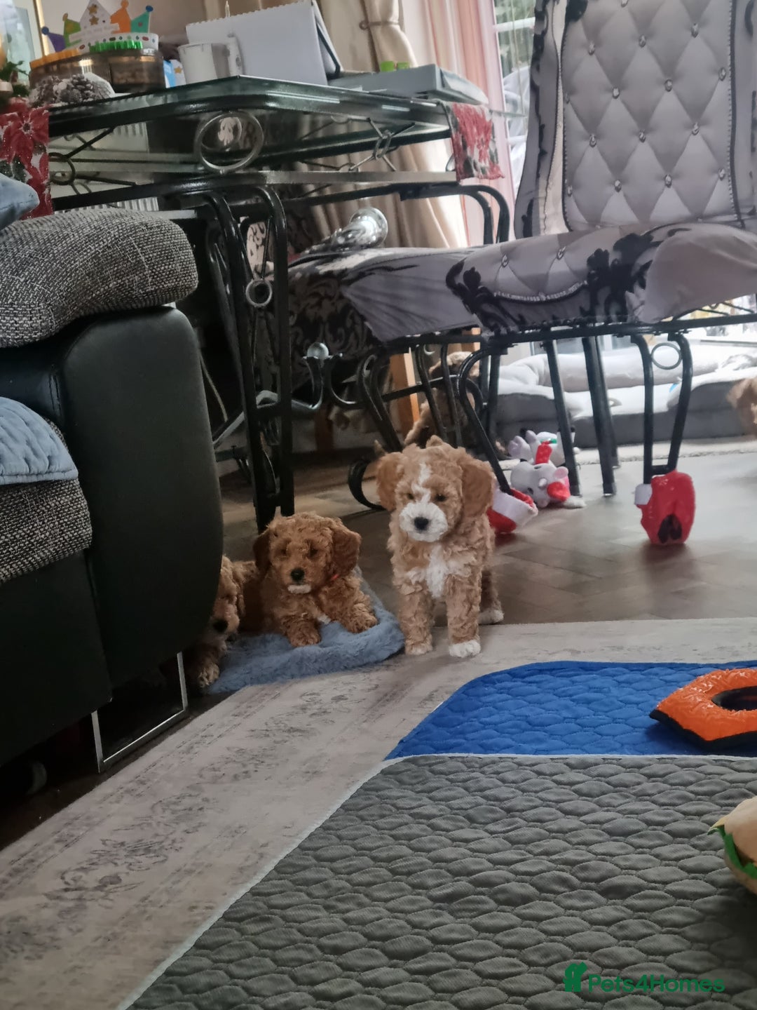 Miniature Poodle dogs for sale: Championline Miniature Poodle exceptional puppy. - Advert 11