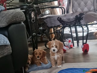 Miniature Poodle dogs Outstanding MiniPoodle exceptional champion lines. - Advert 1