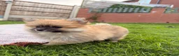 Pomeranian dogs for sale: Beautiful Pomeranian Puppies  - Advert 6
