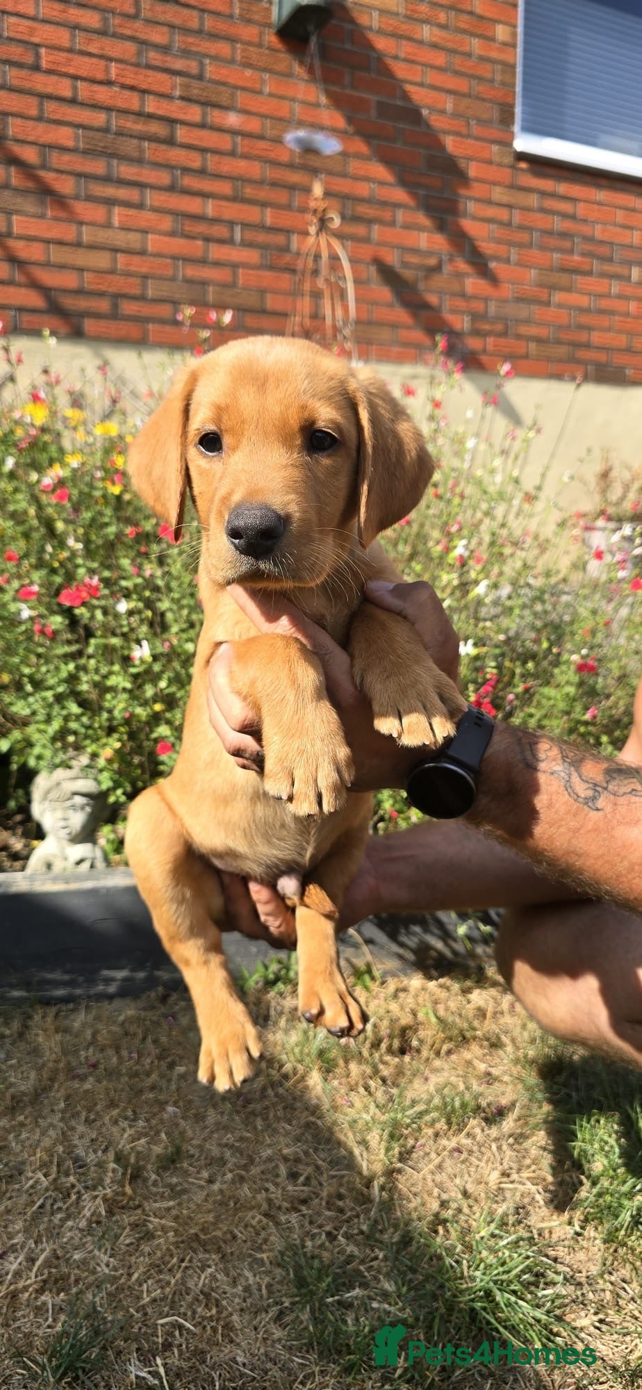 Labrador Retriever dogs KC registered Fox red puppies - Advert 7