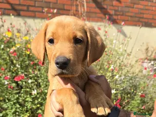 Labrador Retriever dogs KC registered Fox red puppies - Advert 5