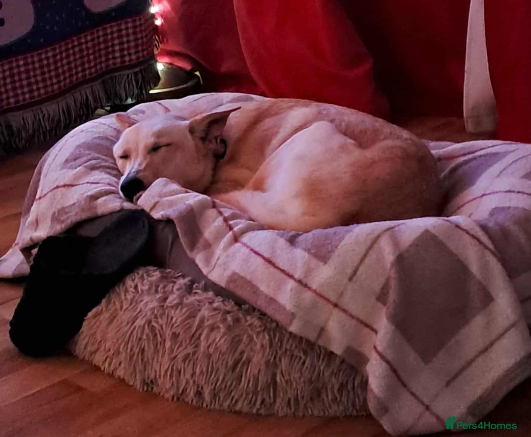 Mixed Breed dogs for adoption: Brooklyn is ready to steal your heart - Advert 12