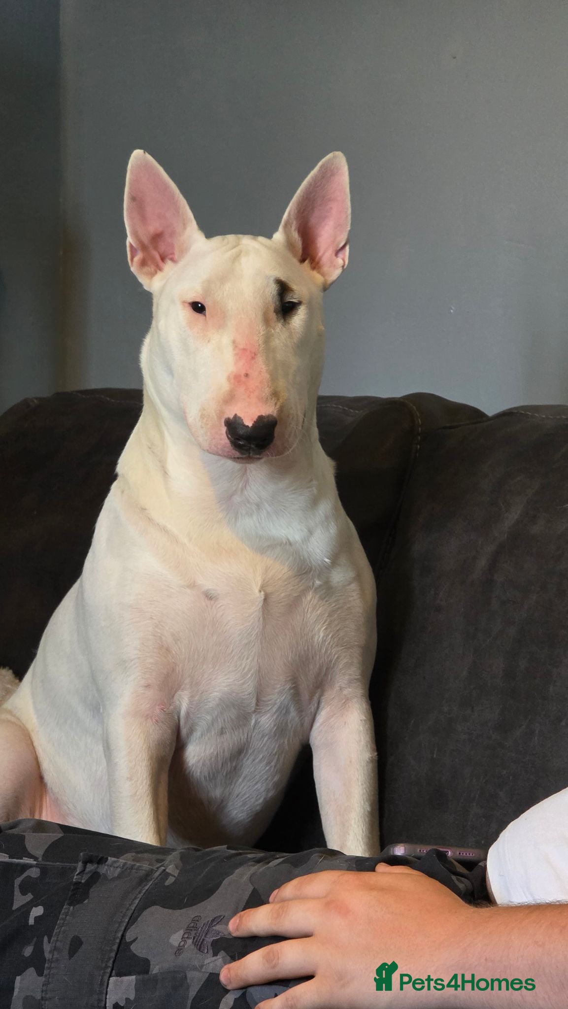 English Bull Terrier dogs English bullterrier 13 months old for sale  - Advert 1