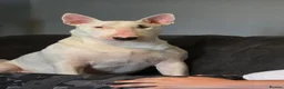 English Bull Terrier dogs for sale: English bullterrier 13 months old for sale  - Advert 1