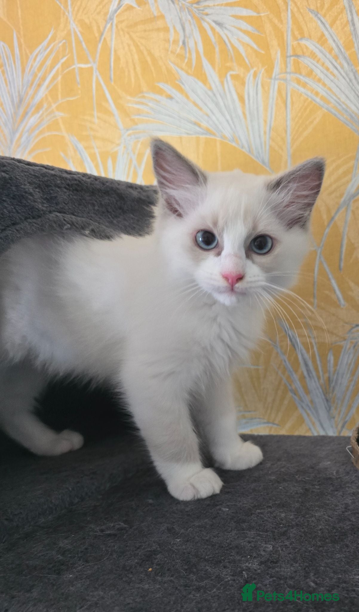 Ragdoll cats Beautiful pure Ragdoll kittens  - Advert 2