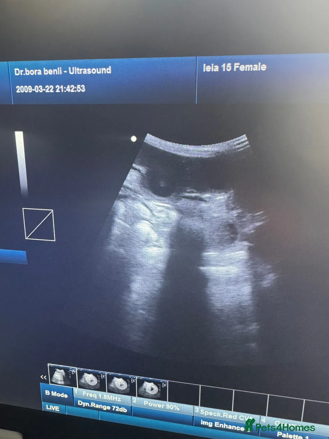 Dobermann dogs for sale: Exceptional Doberman Litter Due June in Northwich - Advert 1