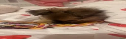 Pomchi dogs for sale: Pomchi girl - Advert 4