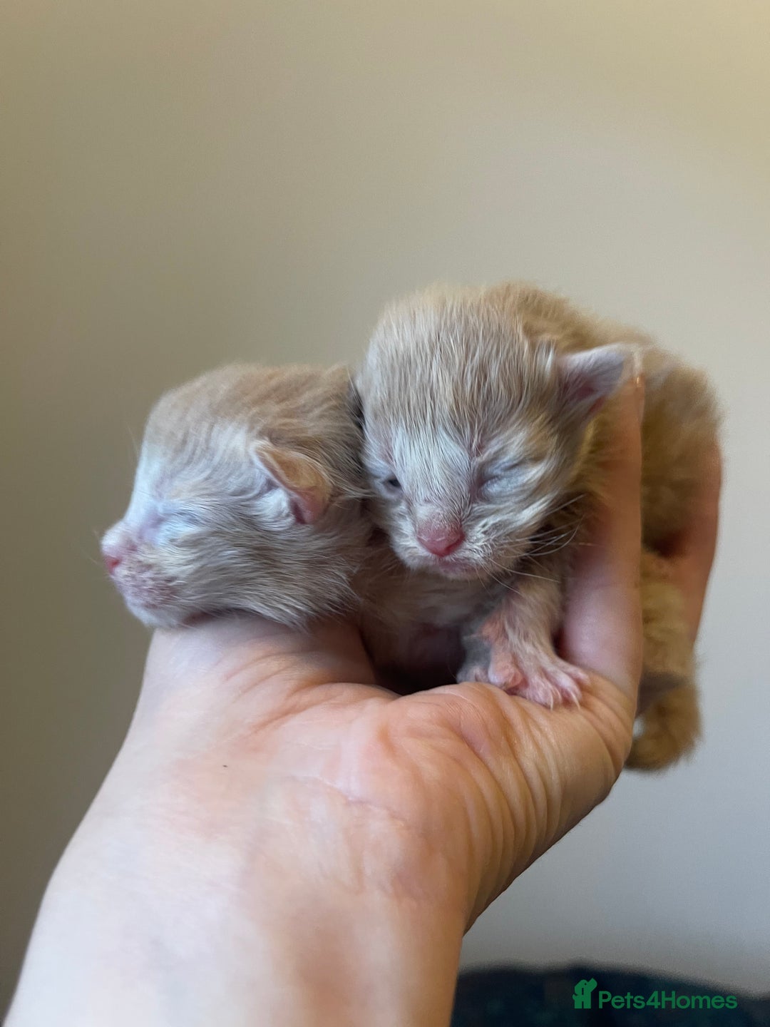 Maine Coon cats for sale: 🐾💛5 Sweet Maine Coons looking for forever home💛 - Advert 32